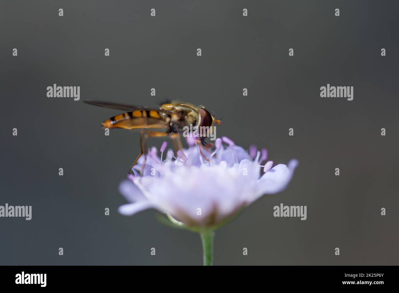 Photo macro d'une abeille collectant le nectar et le pollen une fleur pourpre Banque D'Images