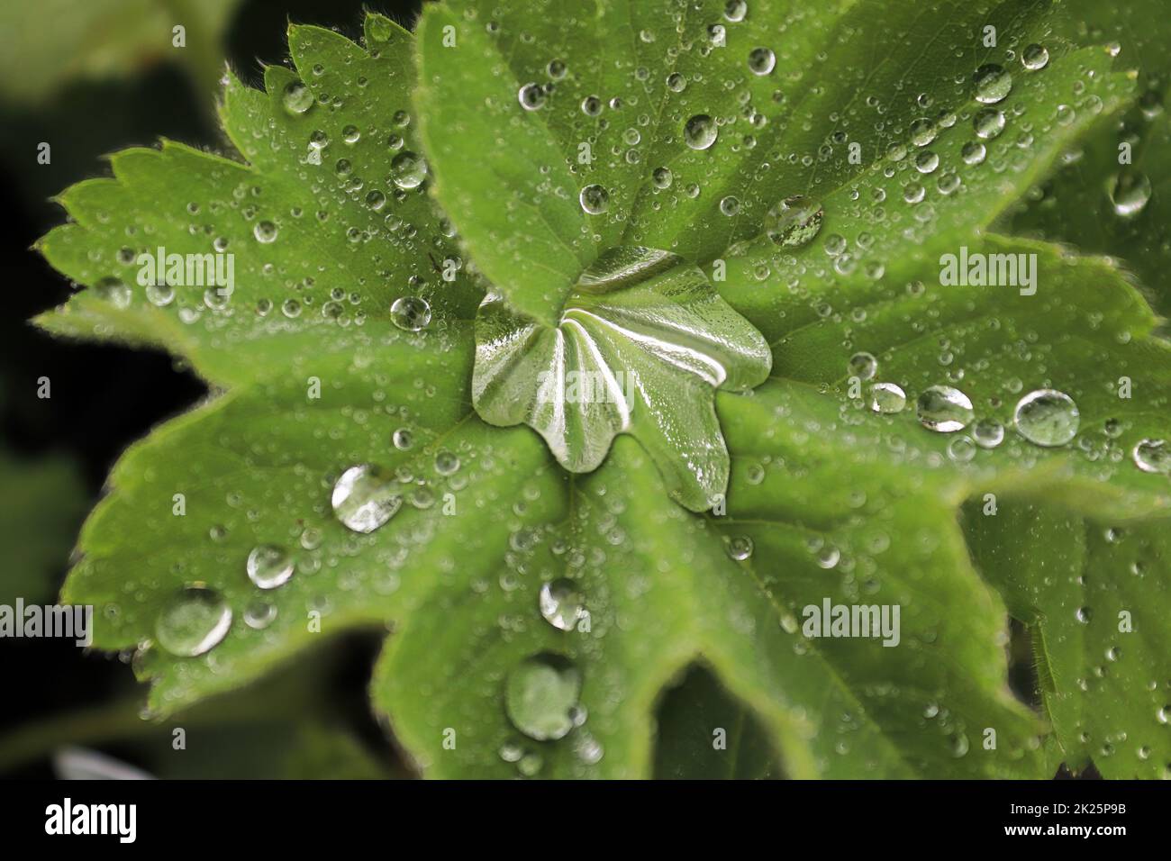 Vue macro sur les feuilles d'un manteau de Ladys recouvert d'eau Banque D'Images