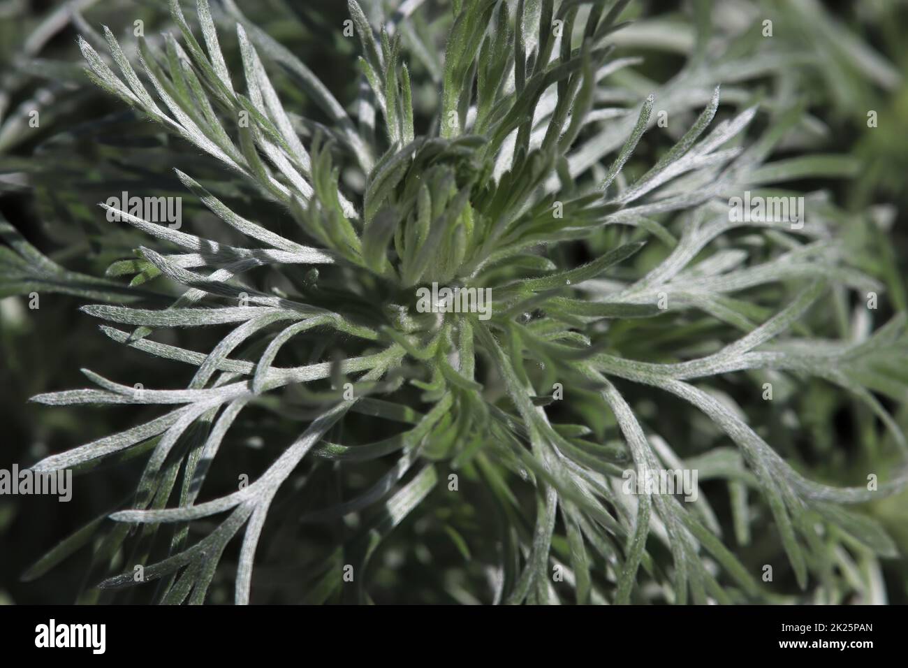 Gros plan des feuilles de plumes sur une plante de monticule d'argent Banque D'Images