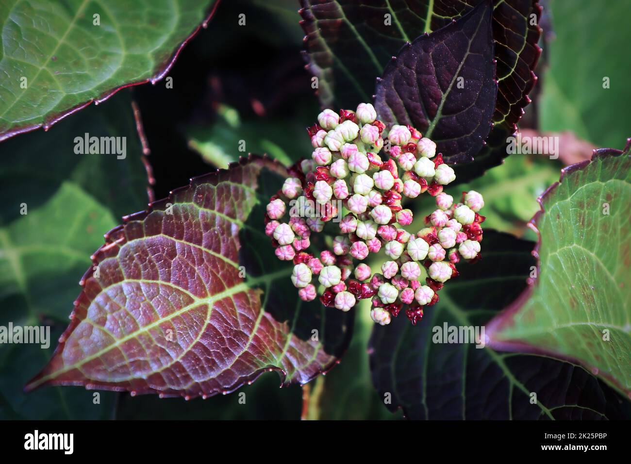 Boutons de fleurs roses et vertes sur une plante d'Hydrangea Banque D'Images