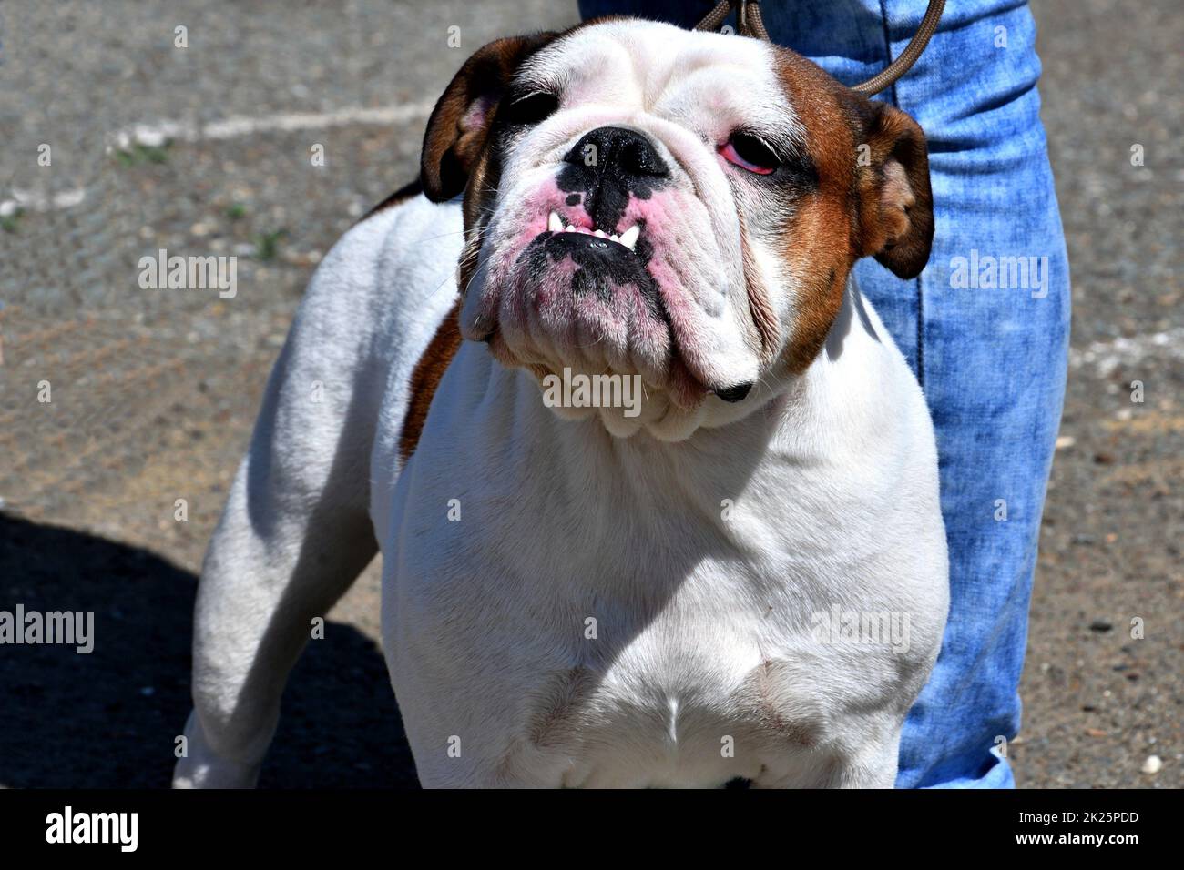 Chien de taureau anglais sur une promenade Banque D'Images