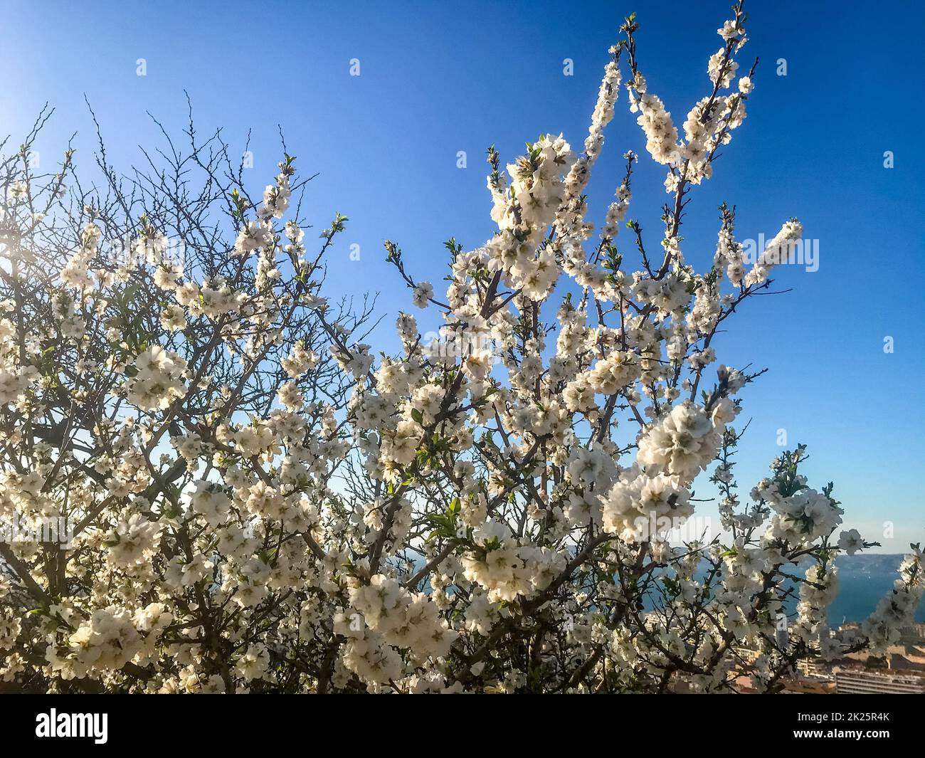 Blossoming cherry tree Banque D'Images