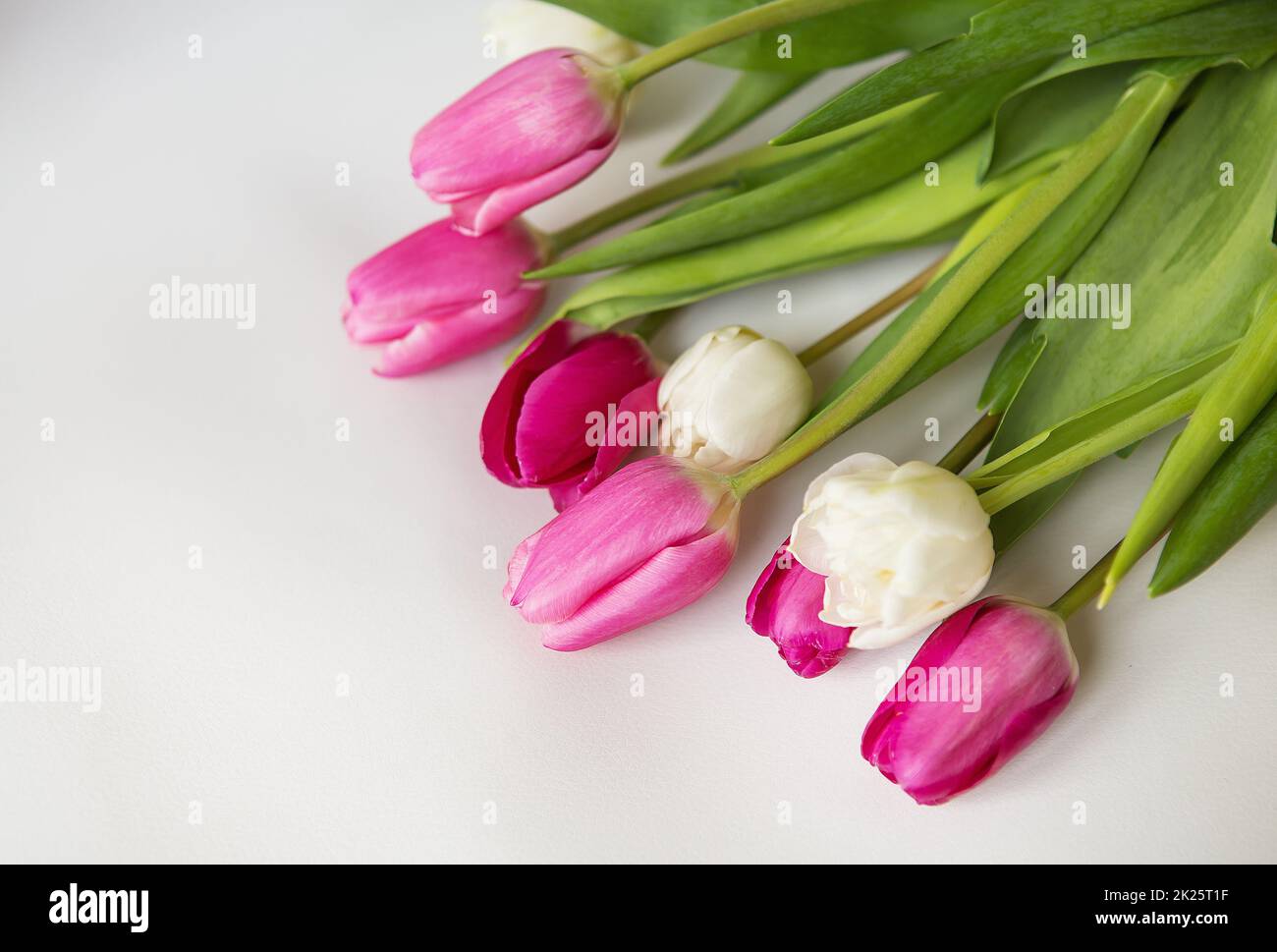 Beau bouquet de printemps avec des tulipes roses et blanches sur fond blanc. Printemps, 8 mars, anniversaire. Carte postale, place pour une inscription. Banque D'Images