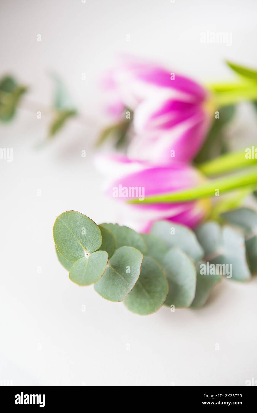 Magnifique tulipe rose avec eucalyptus sur une chaise blanche. Ambiance printanière, le 8 mars. Gros plan. Banque D'Images