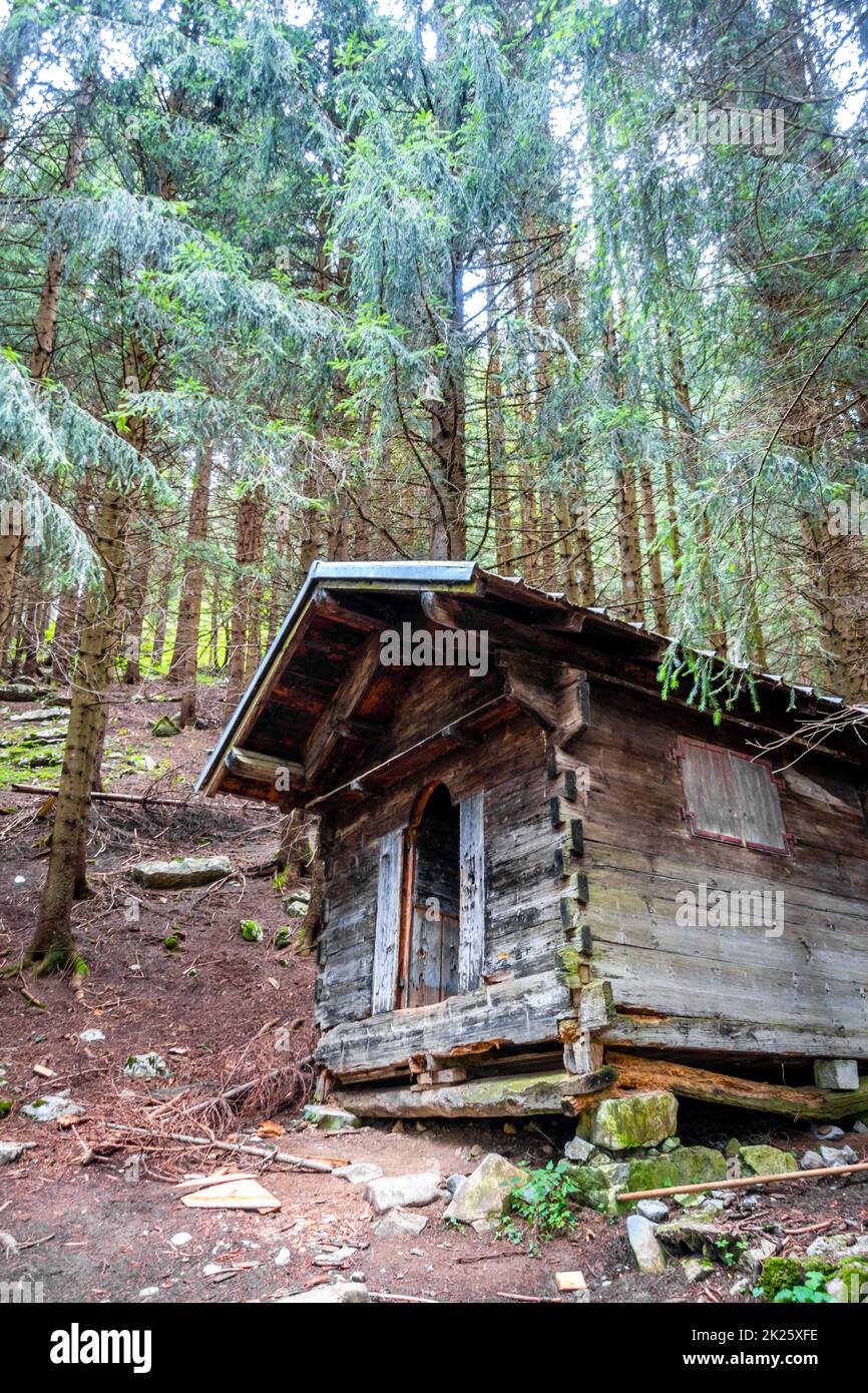 Petite cabine en bois dans une forêt de sapins foncés Banque D'Images