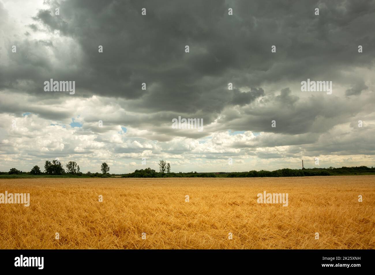 Nuages gris d'été sur des grains dorés contrastés Banque D'Images