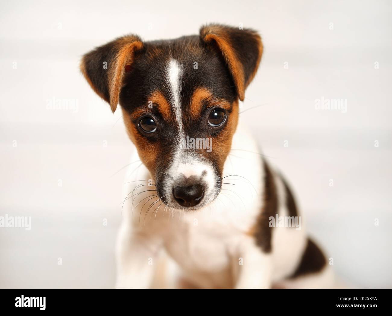 2 mois Jack Russell Terrier puppy à la recherche en appareil photo. Portrait sur fond clair, tête de détail. Banque D'Images