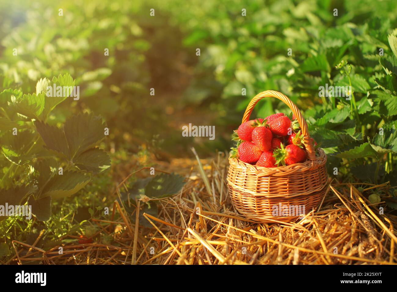 Petit panier en osier plein de fraises, portant sur une masse de paille, éclairé par le soleil l'après-midi, l'auto cueillette ferme avec feuilles de fraisier en arrière-plan Banque D'Images