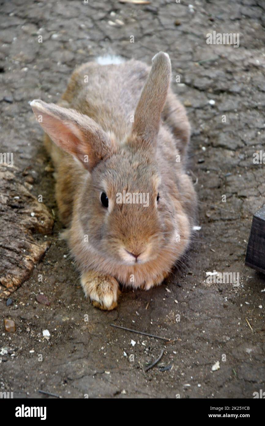 Lapin à la ferme Banque D'Images