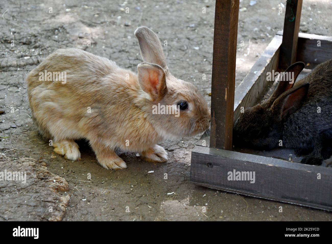 Lapin à la ferme Banque D'Images