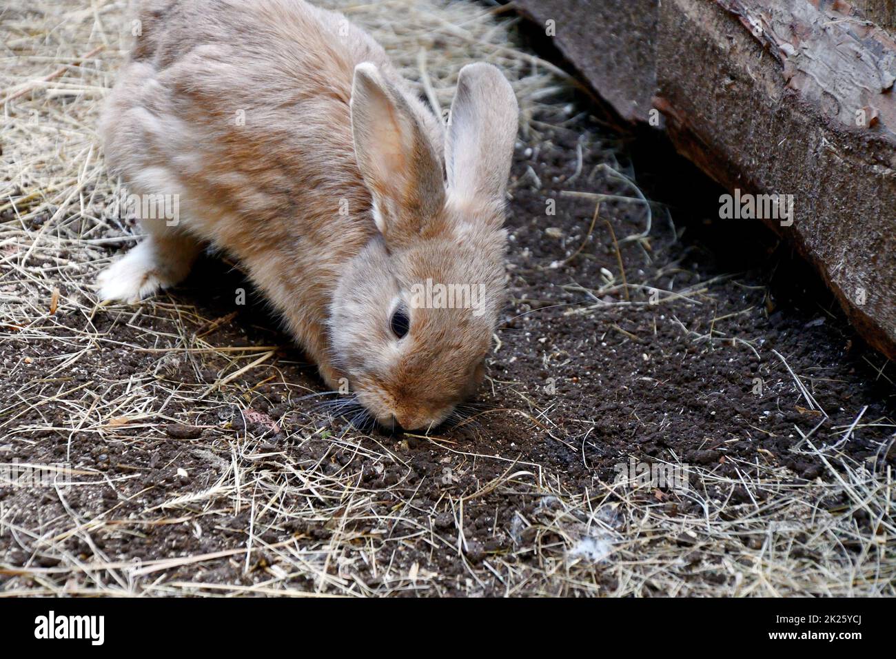 Lapin à la ferme Banque D'Images