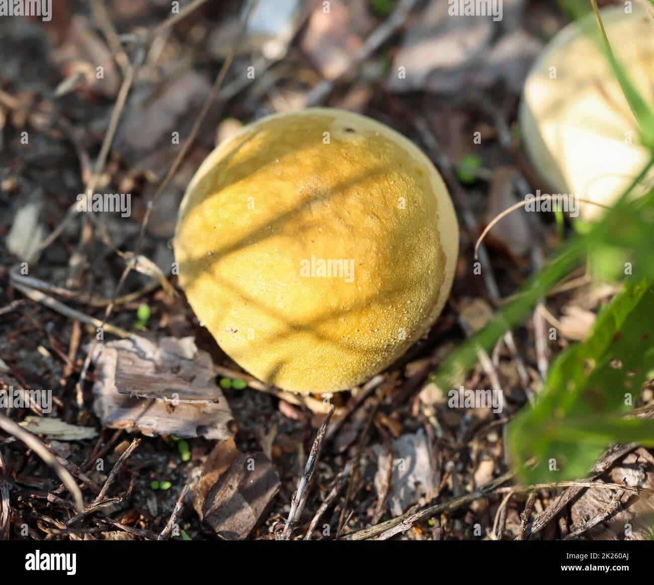 Un champignon sphérique, boviste dans la forêt. Banque D'Images