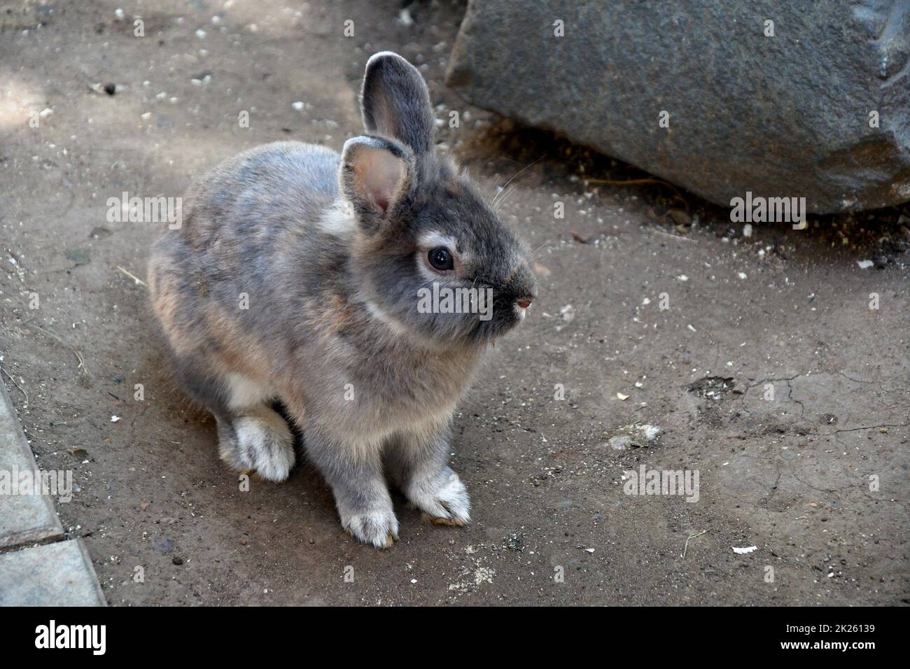 Lapin à la ferme Banque D'Images