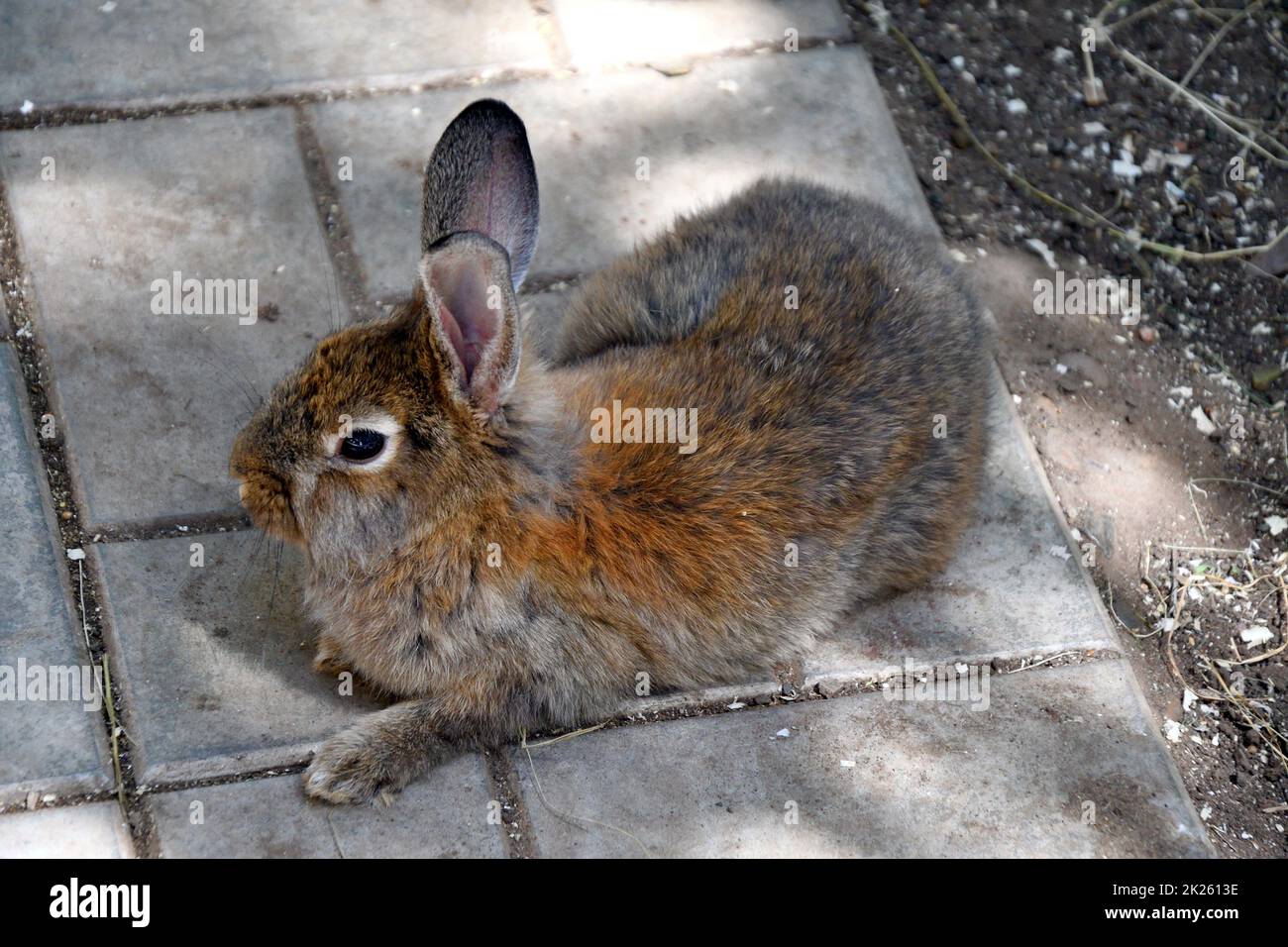 Lapin à la ferme Banque D'Images