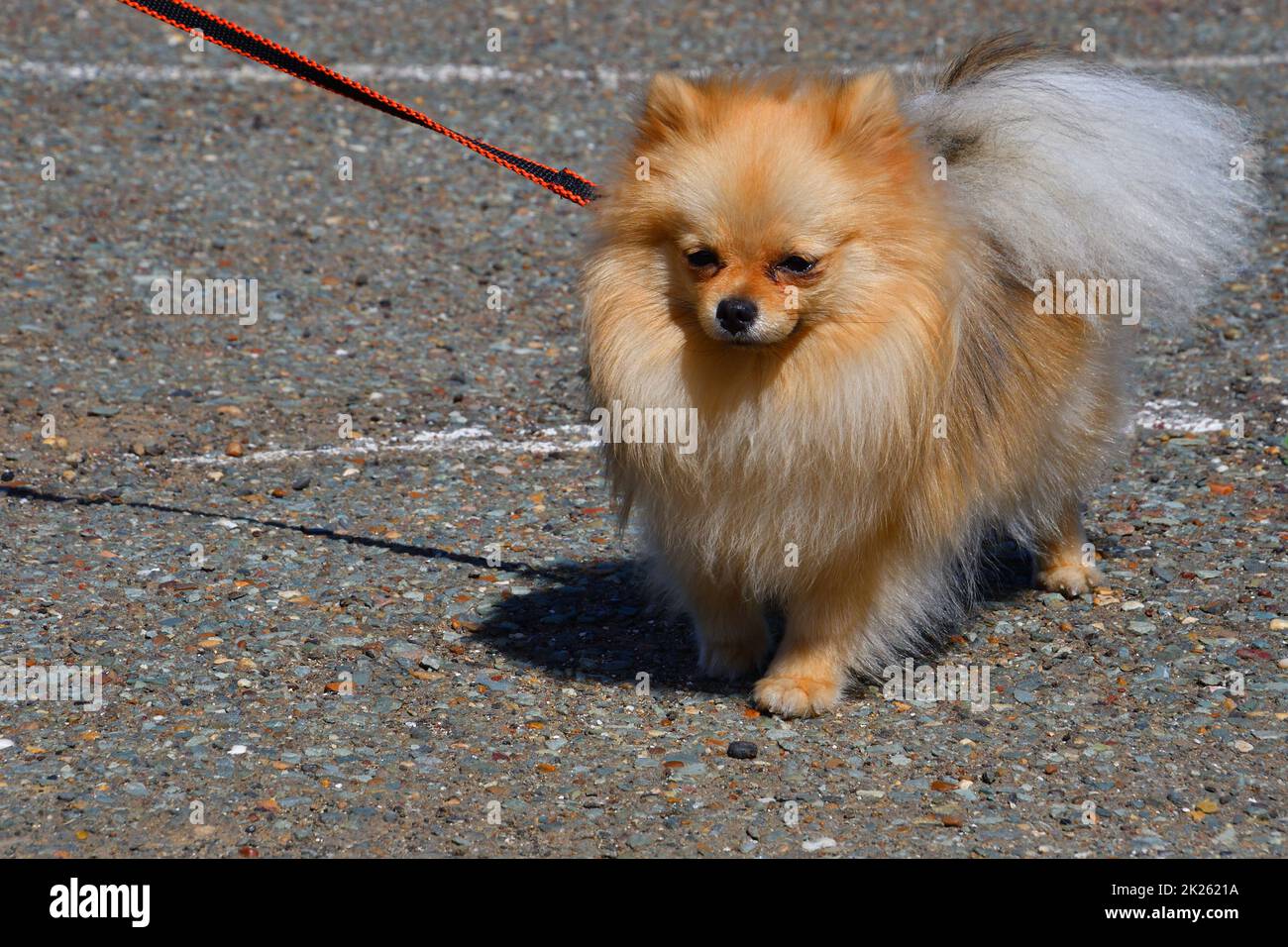 Chien de race Pomeranienne Banque D'Images