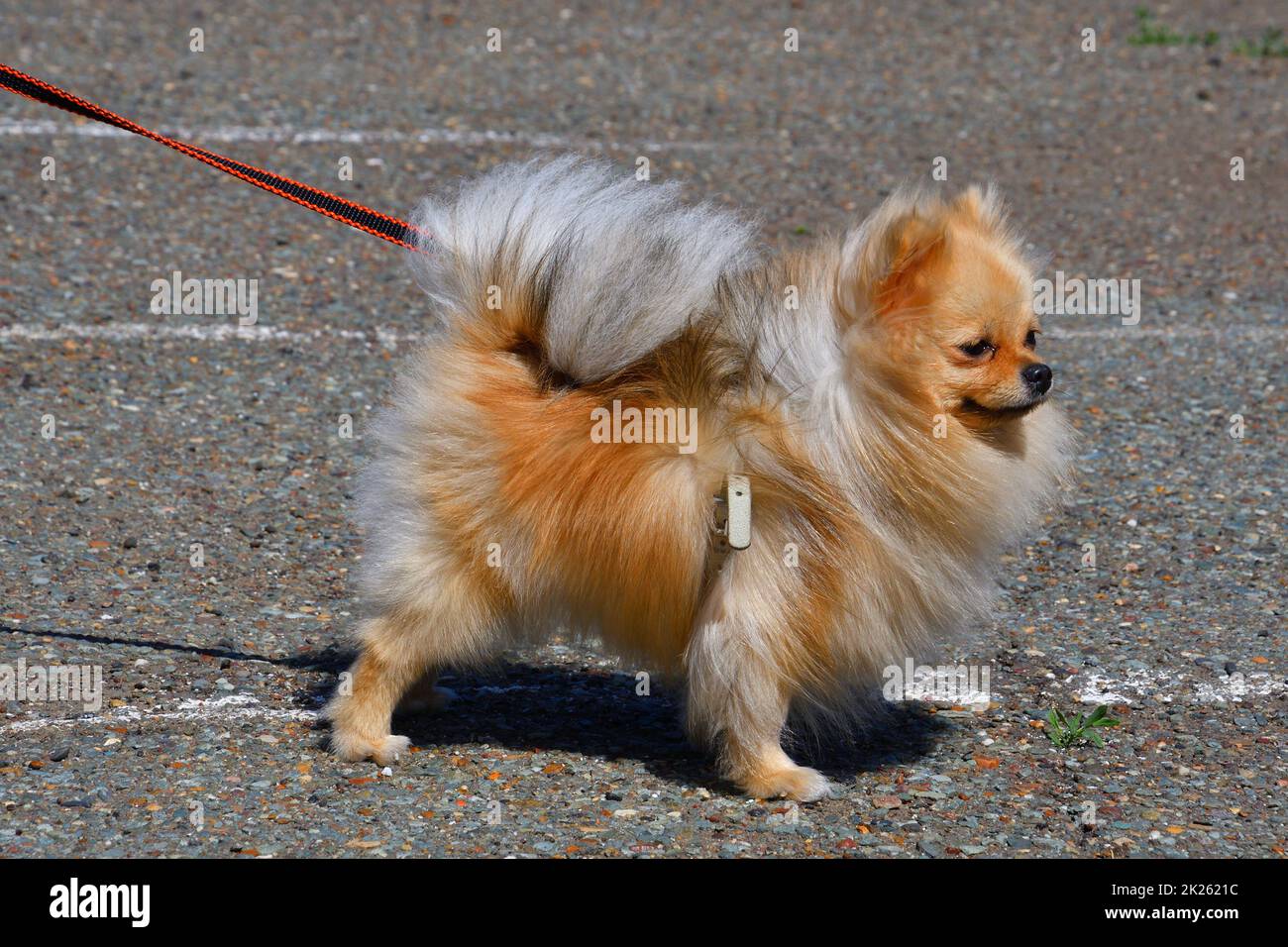 Chien de race Pomeranienne Banque D'Images