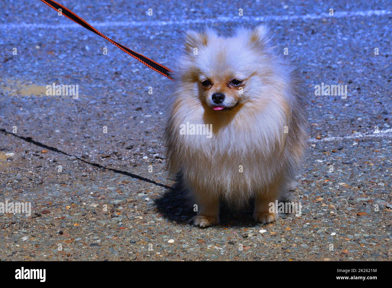 Chien de race Pomeranienne Banque D'Images