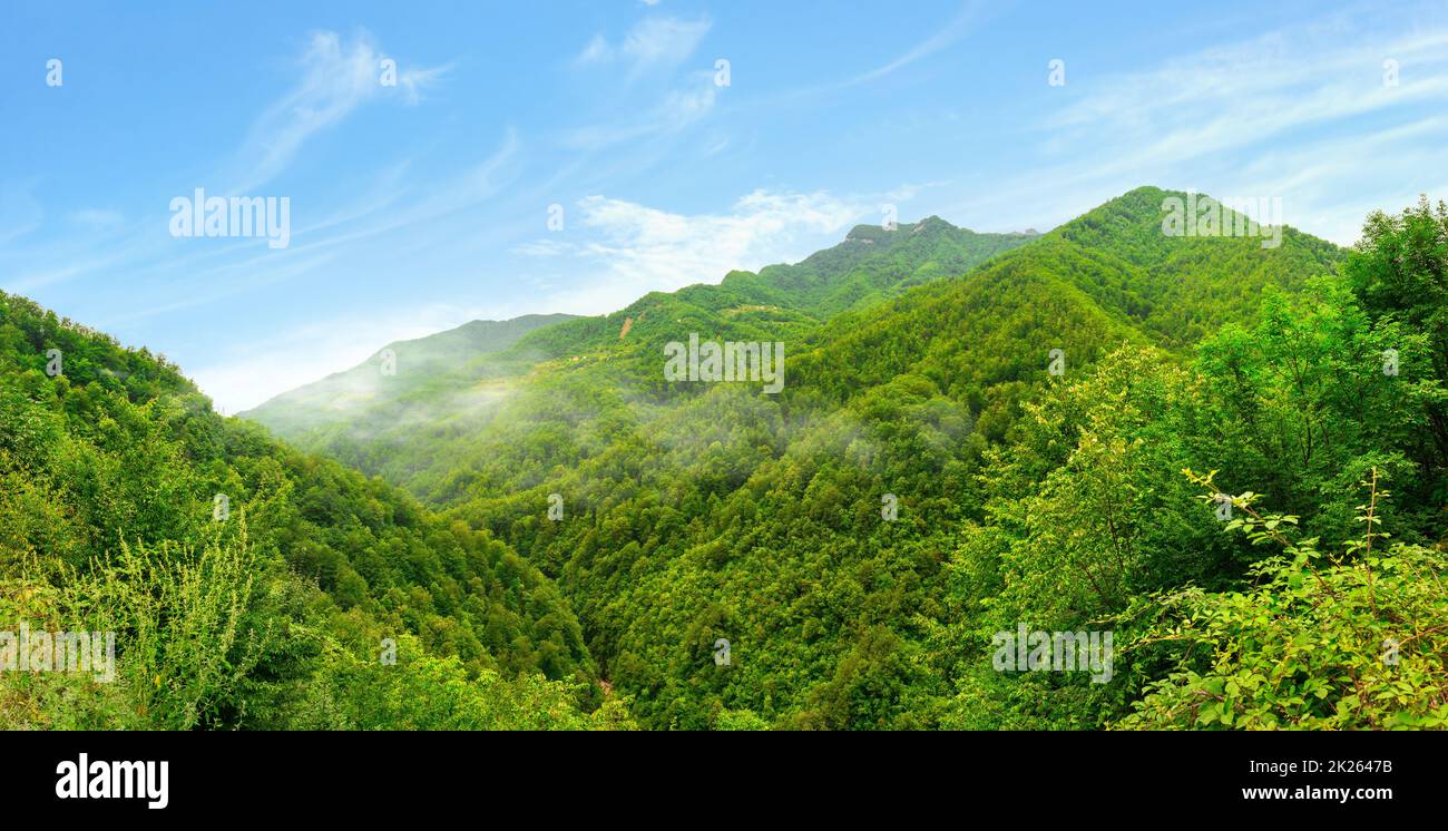 Forêts sur les montagnes Banque D'Images