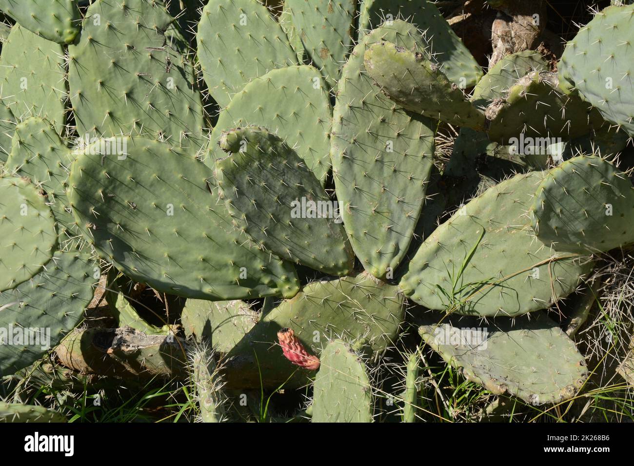 Plante de cactus Sabra, Israël. Opuntia cactus avec de grandes garnitures plates et des fruits comestibles à épine rouge. Poire pickly fruit Banque D'Images