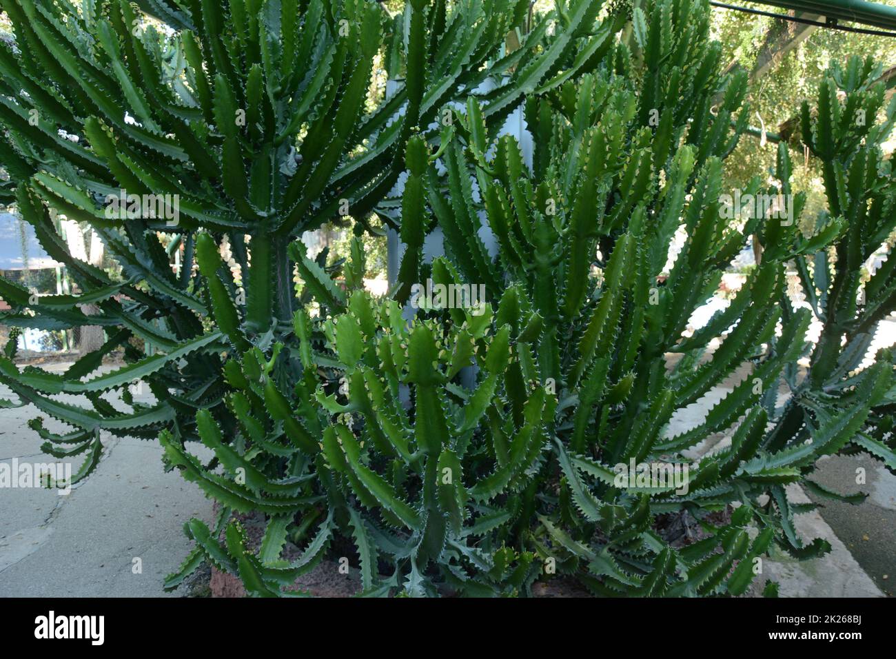 Candelabra cactus, une espèce de cactus endémique aux îles Galapagos. Plantes tropicales dans le parc Utopia. Bahaïan, Israël. Banque D'Images