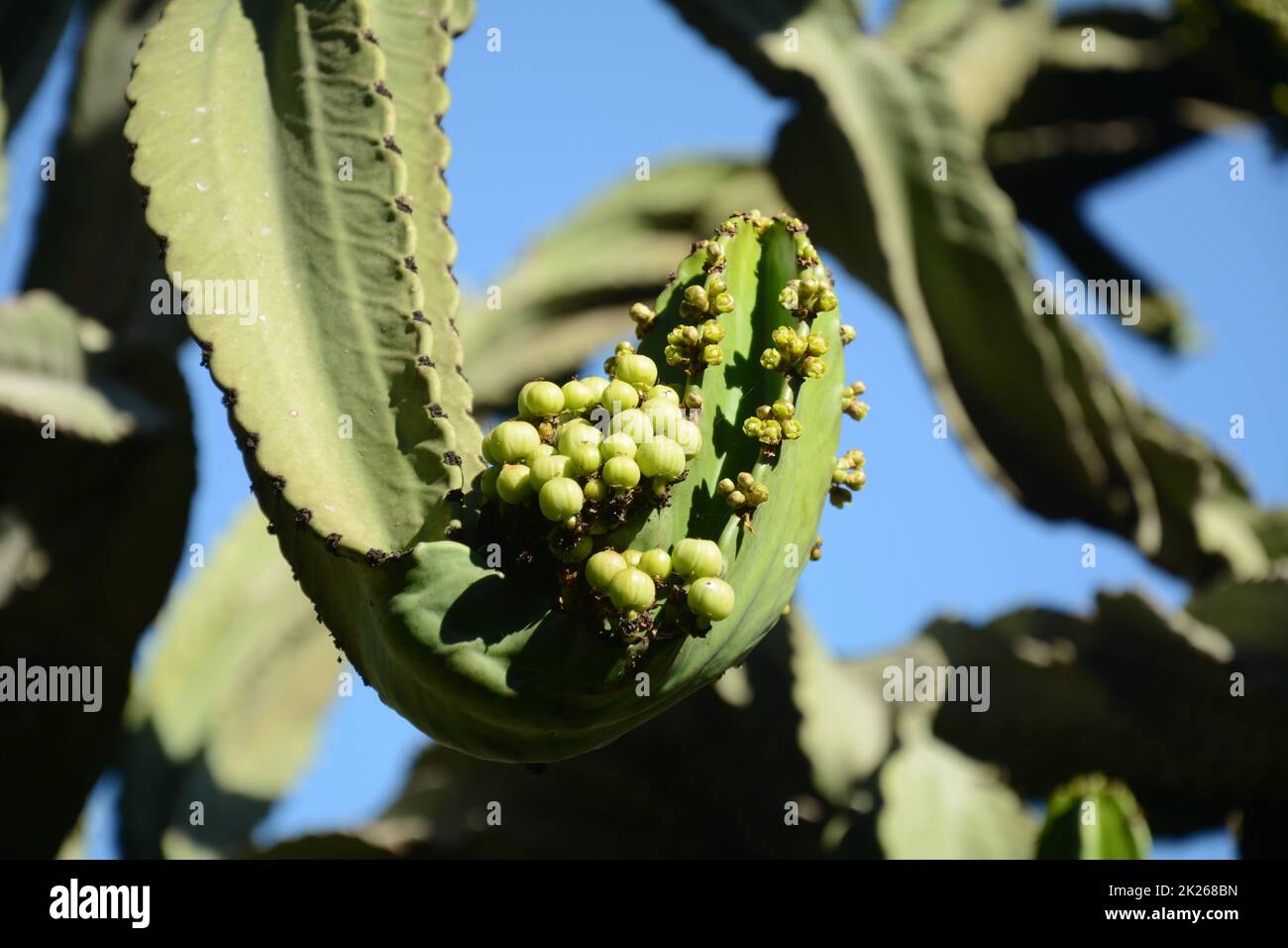 Candelabra cactus, une espèce de cactus endémique aux îles Galapagos. Plantes tropicales dans le parc Utopia. Bahaïan, Israël. Banque D'Images