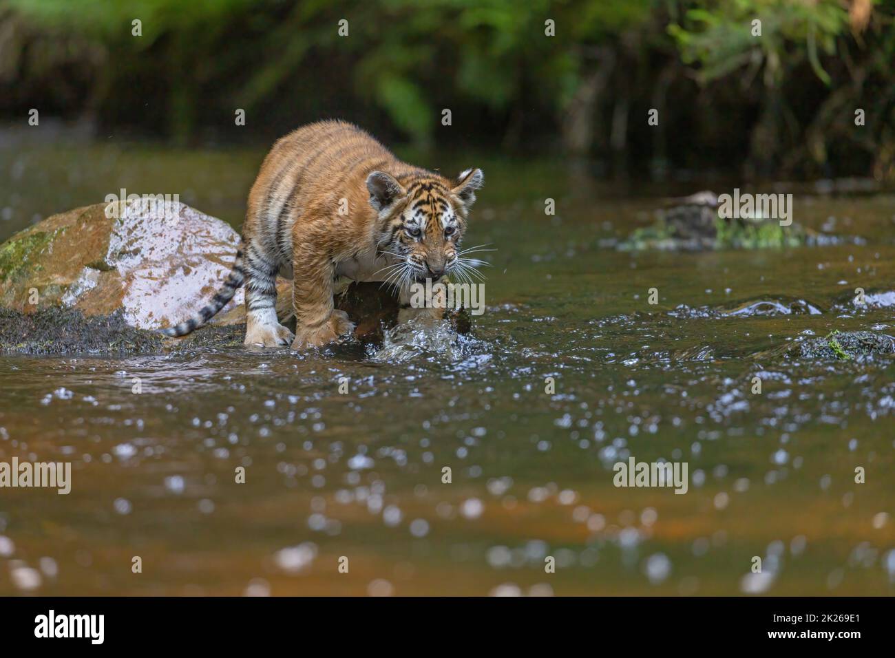 Le cub tigre du Bengale est debout sur la pierre de la rivière Banque D'Images