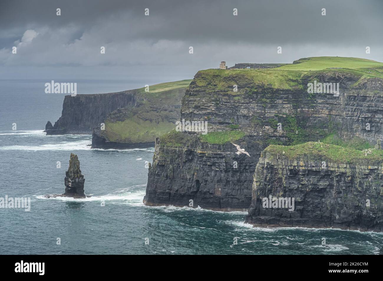 Gannet, un oiseau de mer survolant les falaises emblématiques de Moher, en Irlande Banque D'Images