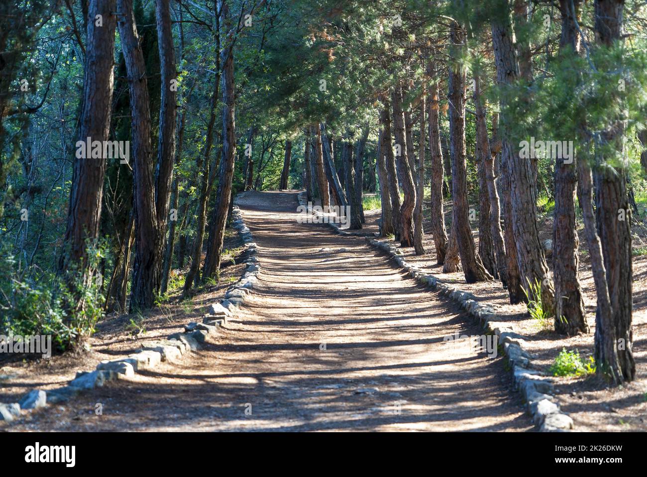 Le chemin ensoleillé va dans la distance entre les pins. Crimée. Yalta. Banque D'Images
