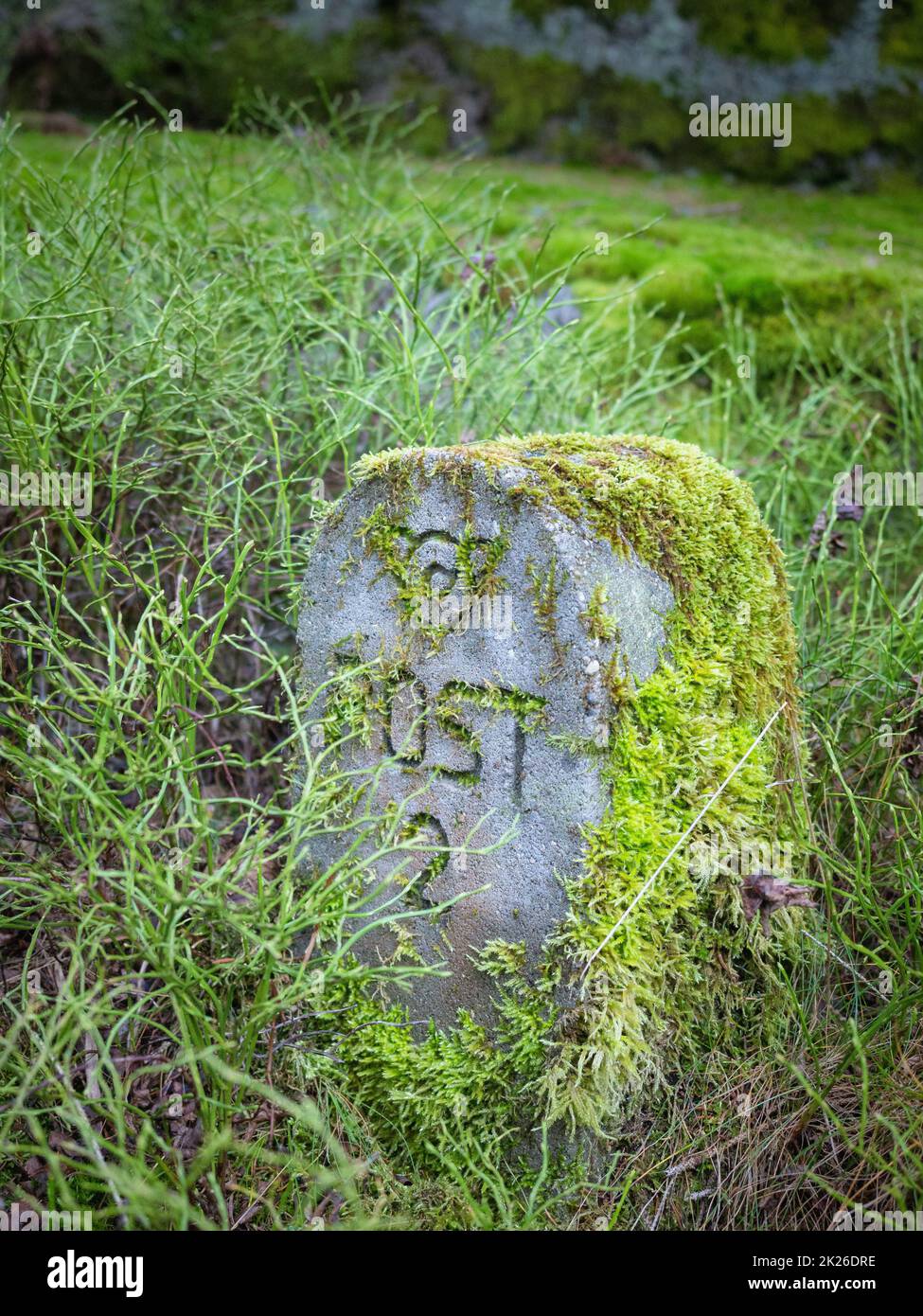 De belles mousses vertes brillantes cultivées couvrent les pierres rugueuses et sur le sol de la forêt. Afficher avec la vue macro. Pierres pleines de la texture de la mousse dans la nature pour le papier peint. Banque D'Images