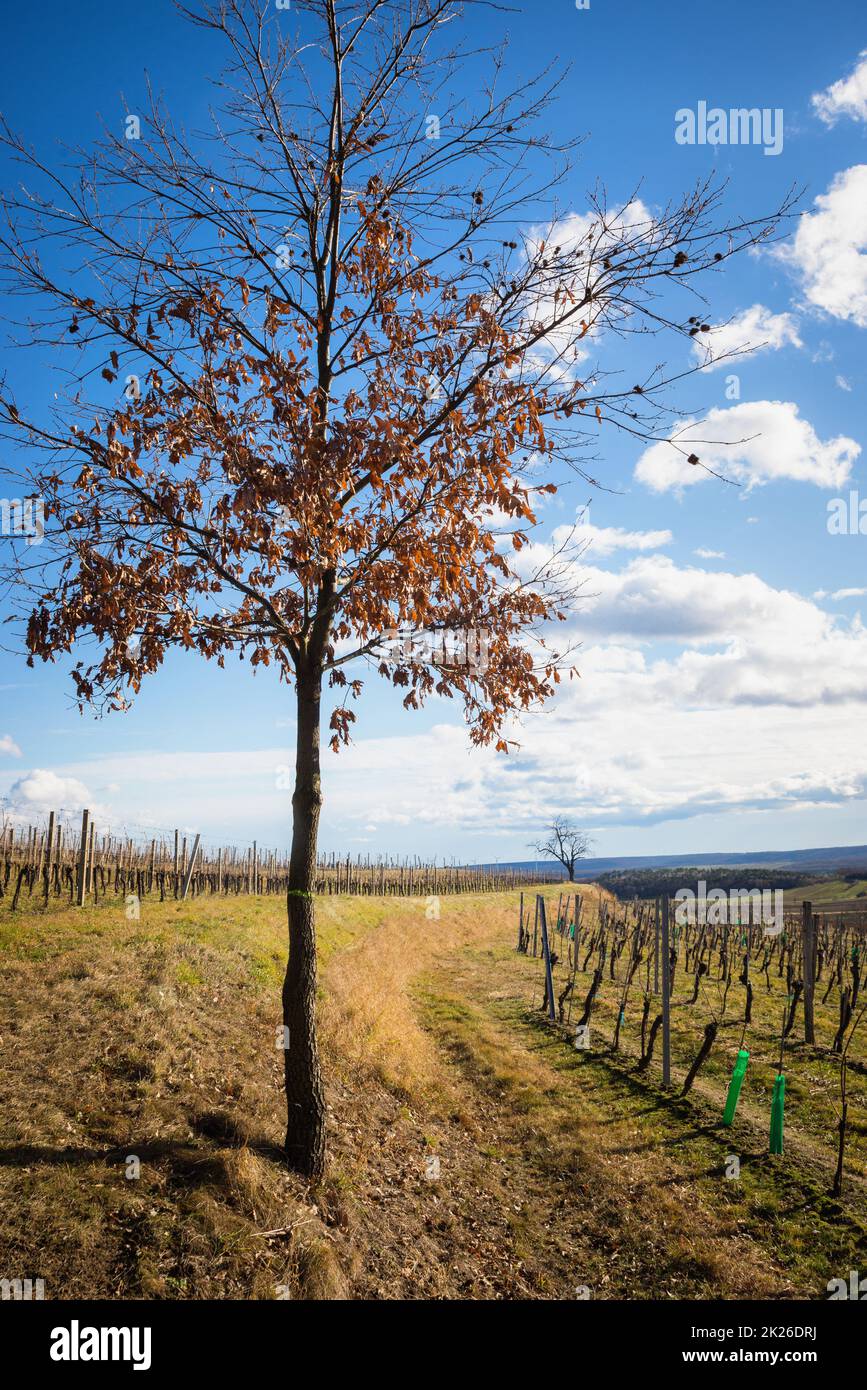vignoble et arbre en hiver à burgenland Banque D'Images