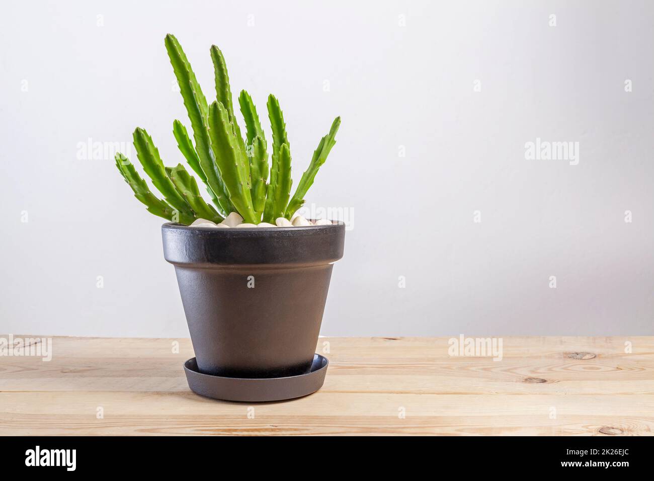 Stapelia grandiflora plante de cactus verte dans un pot Banque D'Images