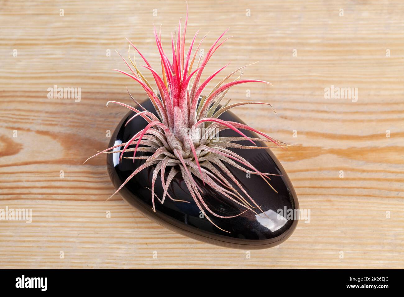 Airplant de Tilandsia ionantha en pot noir élégant sur table en bois Banque D'Images
