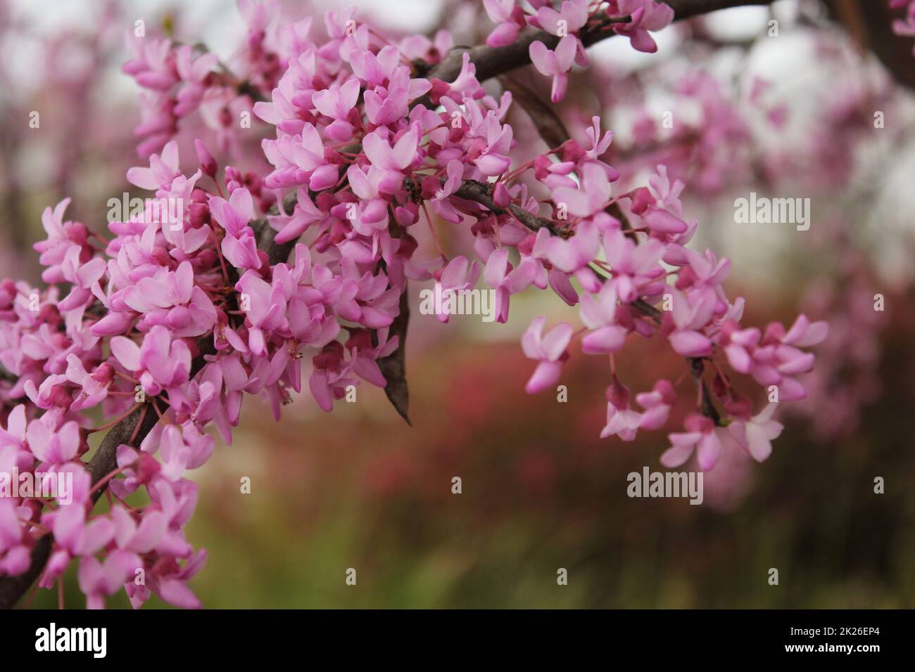 Arbre de Redbud du Texas Cerdis canadensis gros plan Banque D'Images