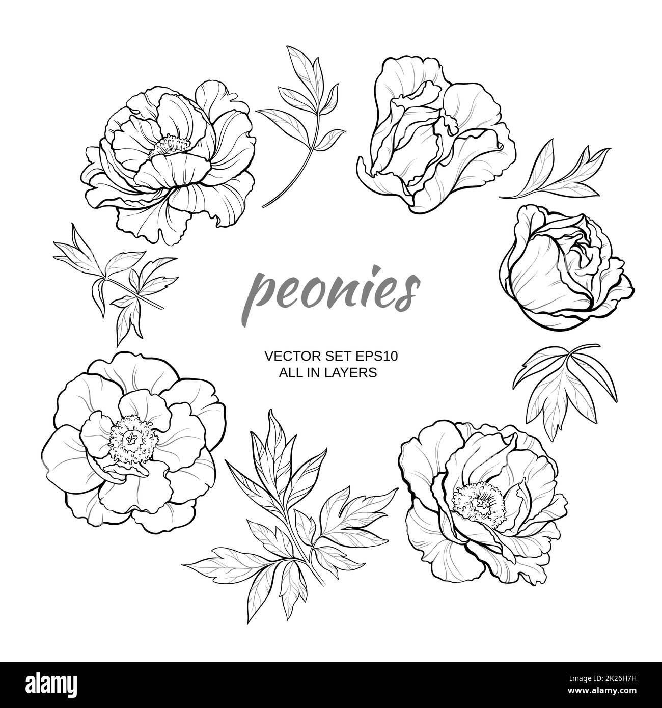 pivoines Banque D'Images