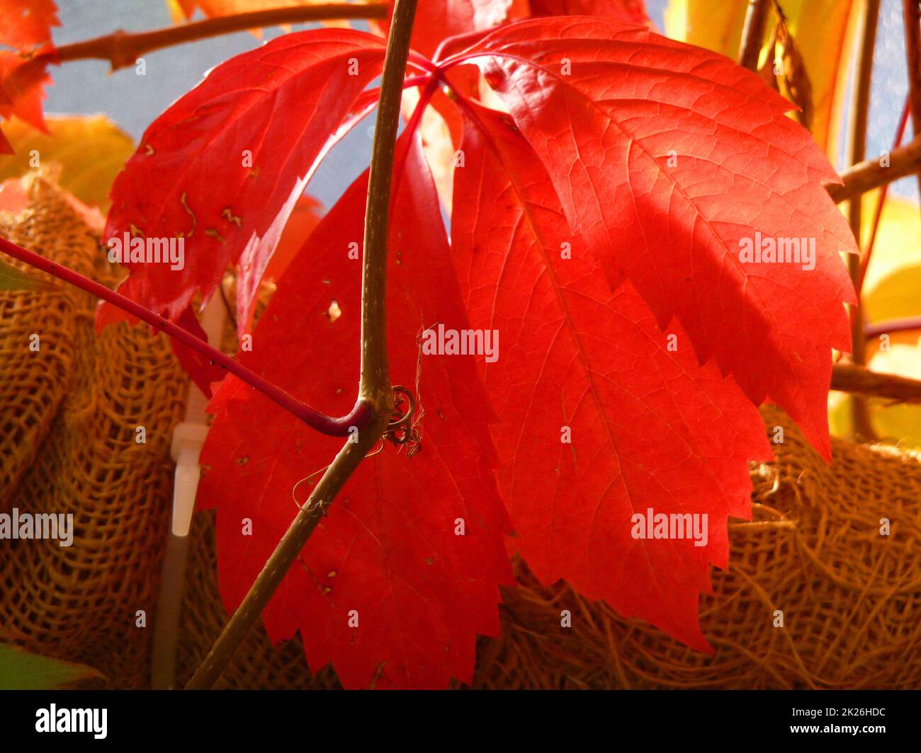 Une feuille rouge Banque D'Images