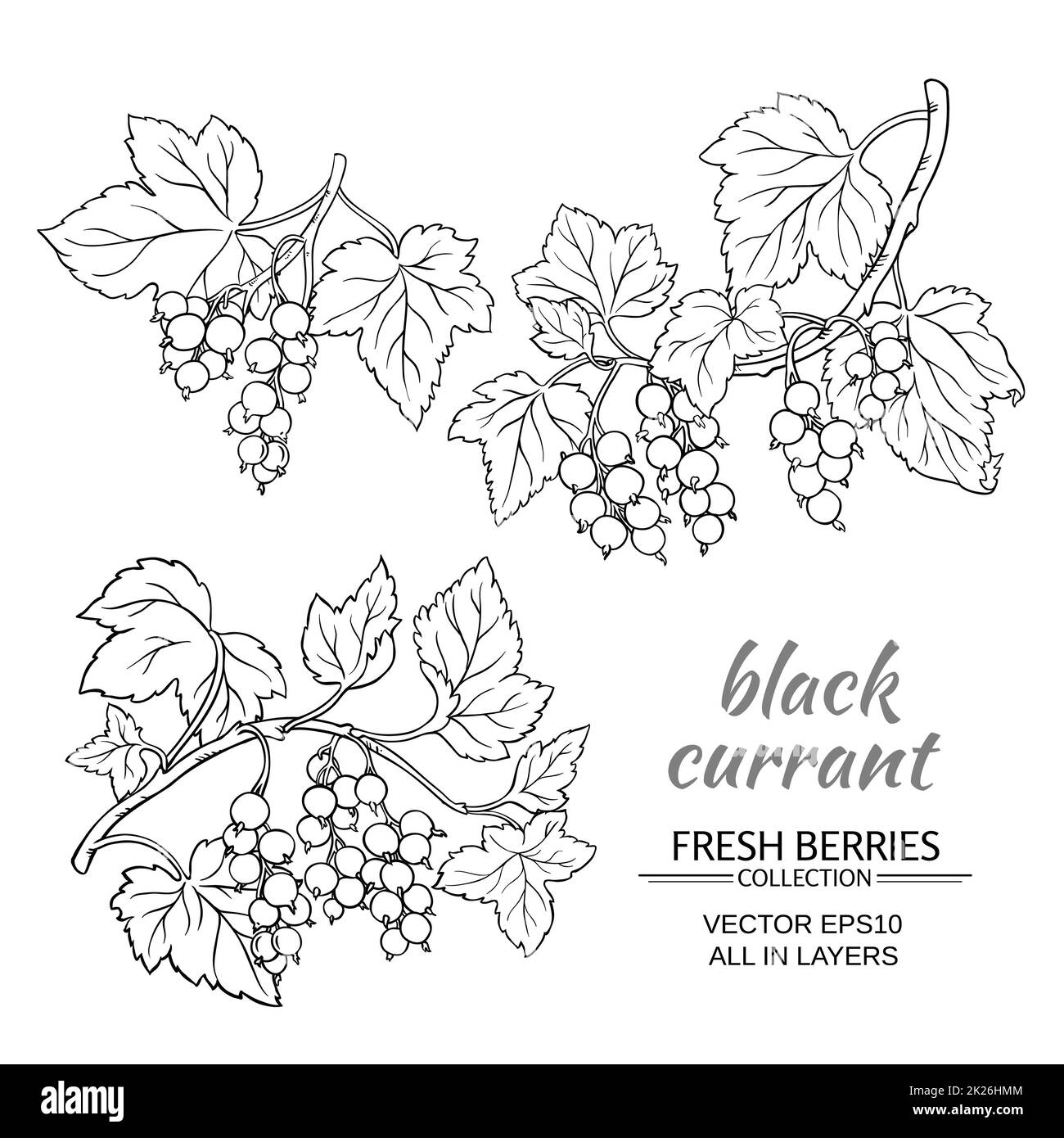 ensemble de vecteurs de cassis Banque D'Images