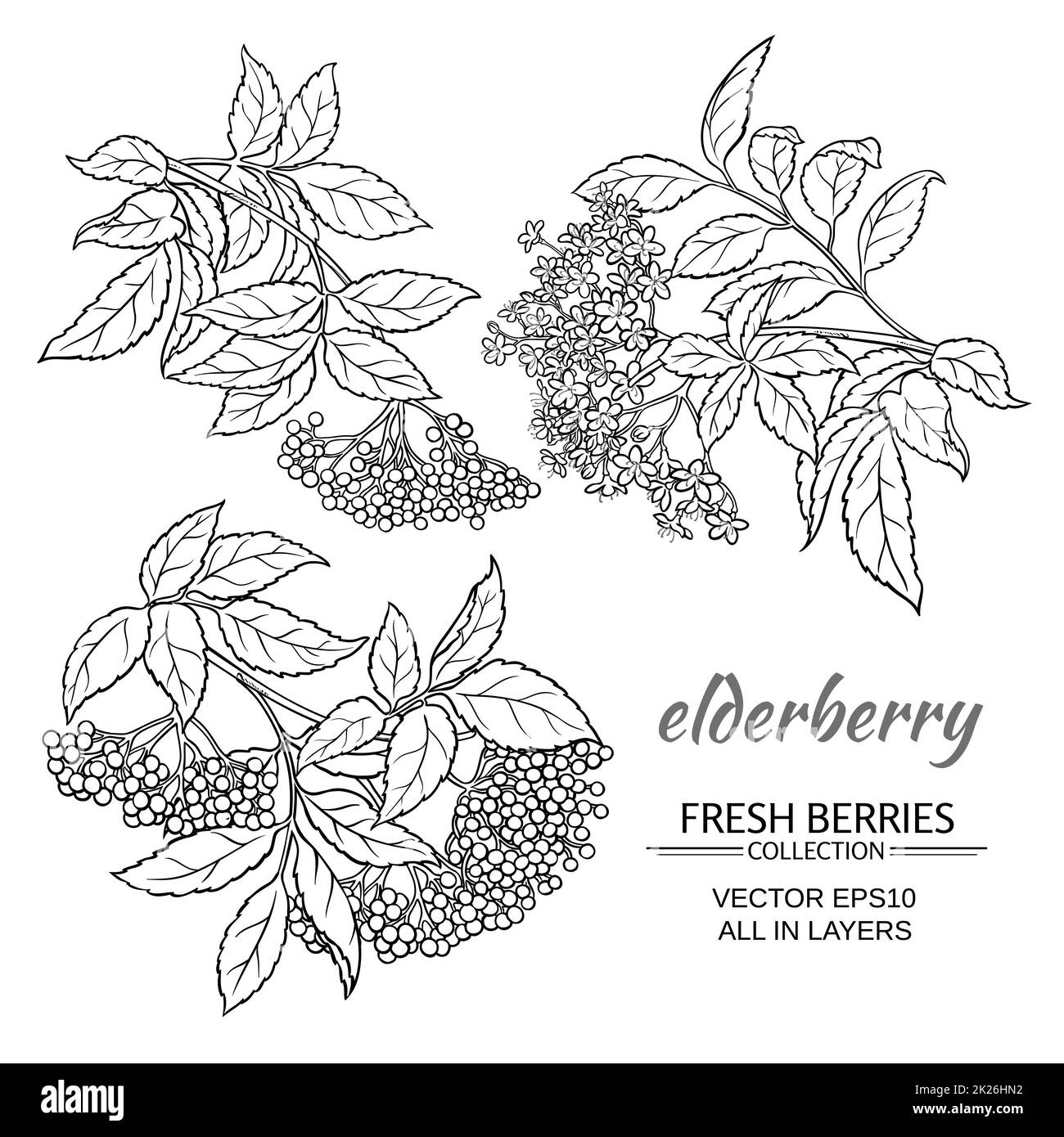 ensemble de vecteur de baies de sureau Banque D'Images