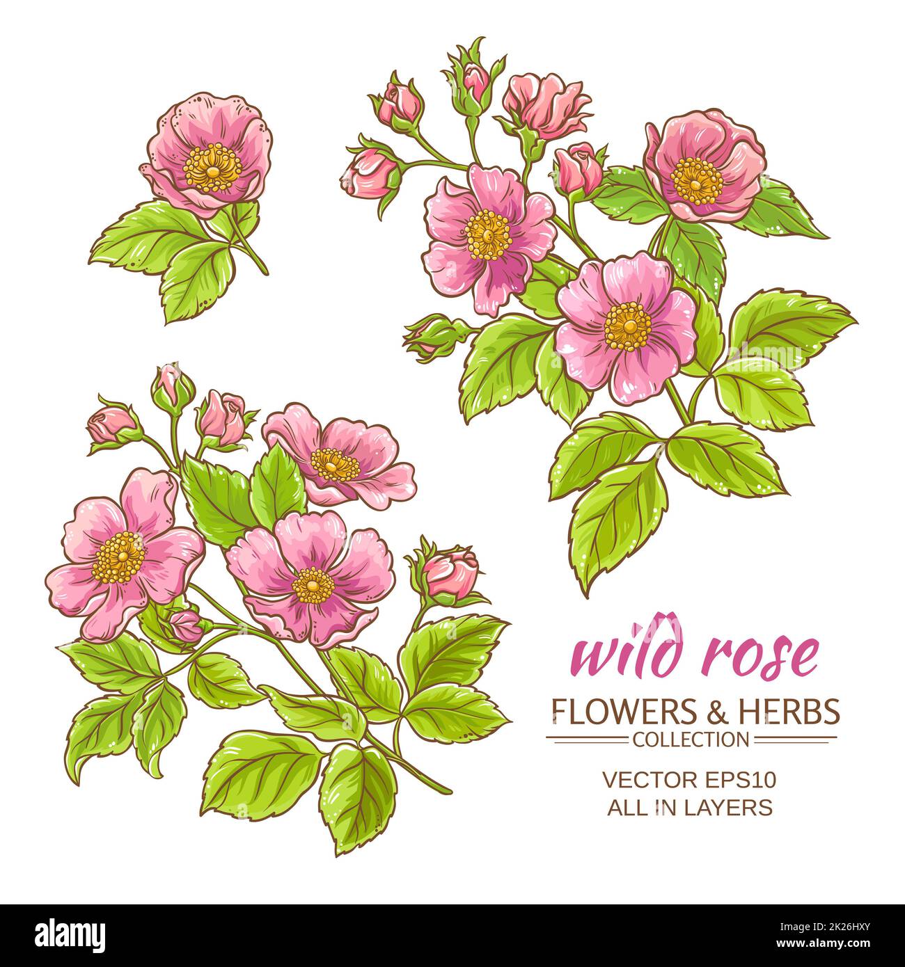 ensemble de vecteurs de fleurs de rose de chien Banque D'Images