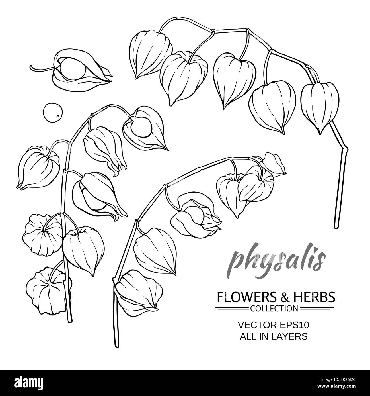 ensemble de vecteurs physalis Banque D'Images