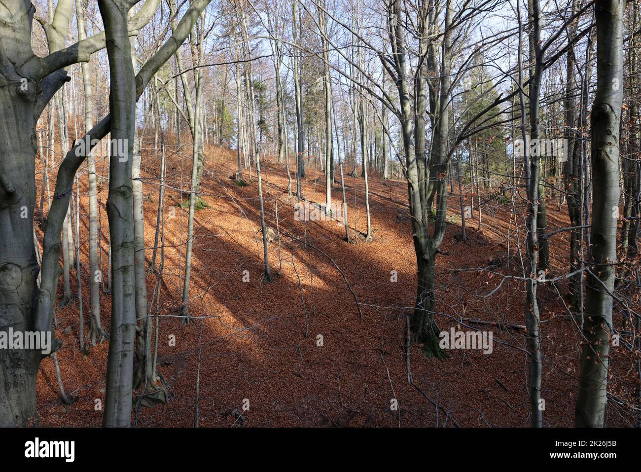 Silver-hêtre le tronc des arbres contre les feuilles sèches Banque D'Images