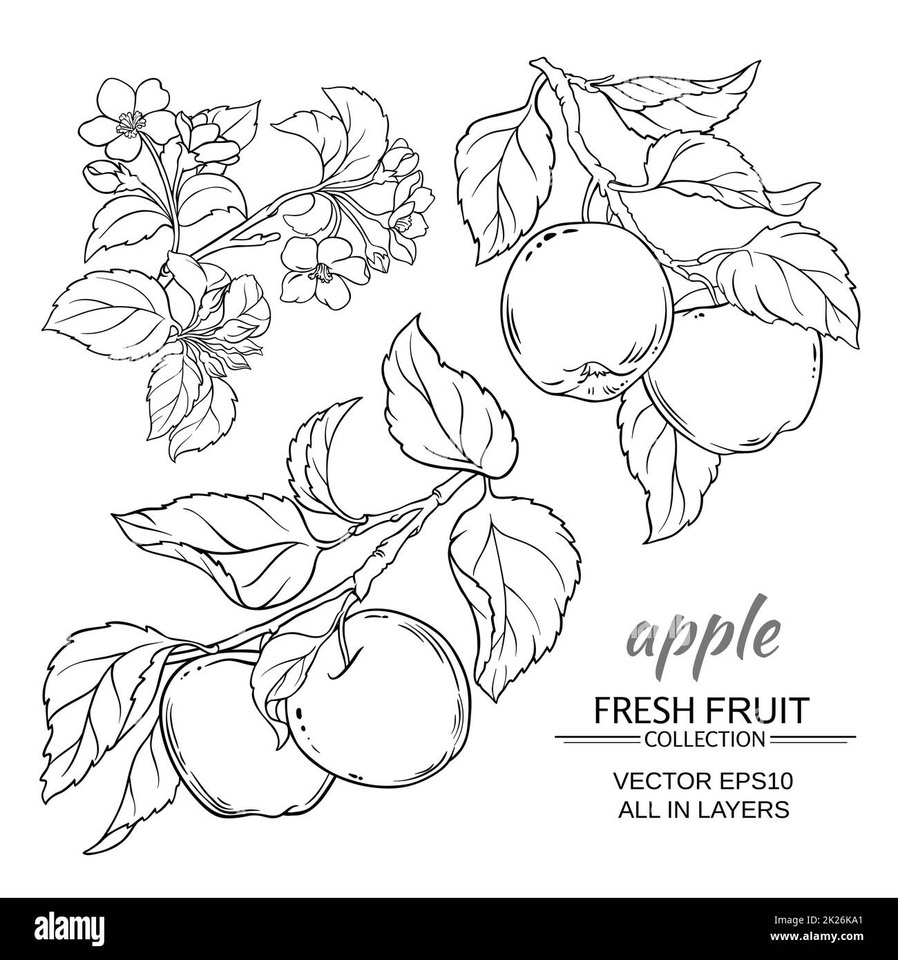 ensemble de vecteurs apple Banque D'Images