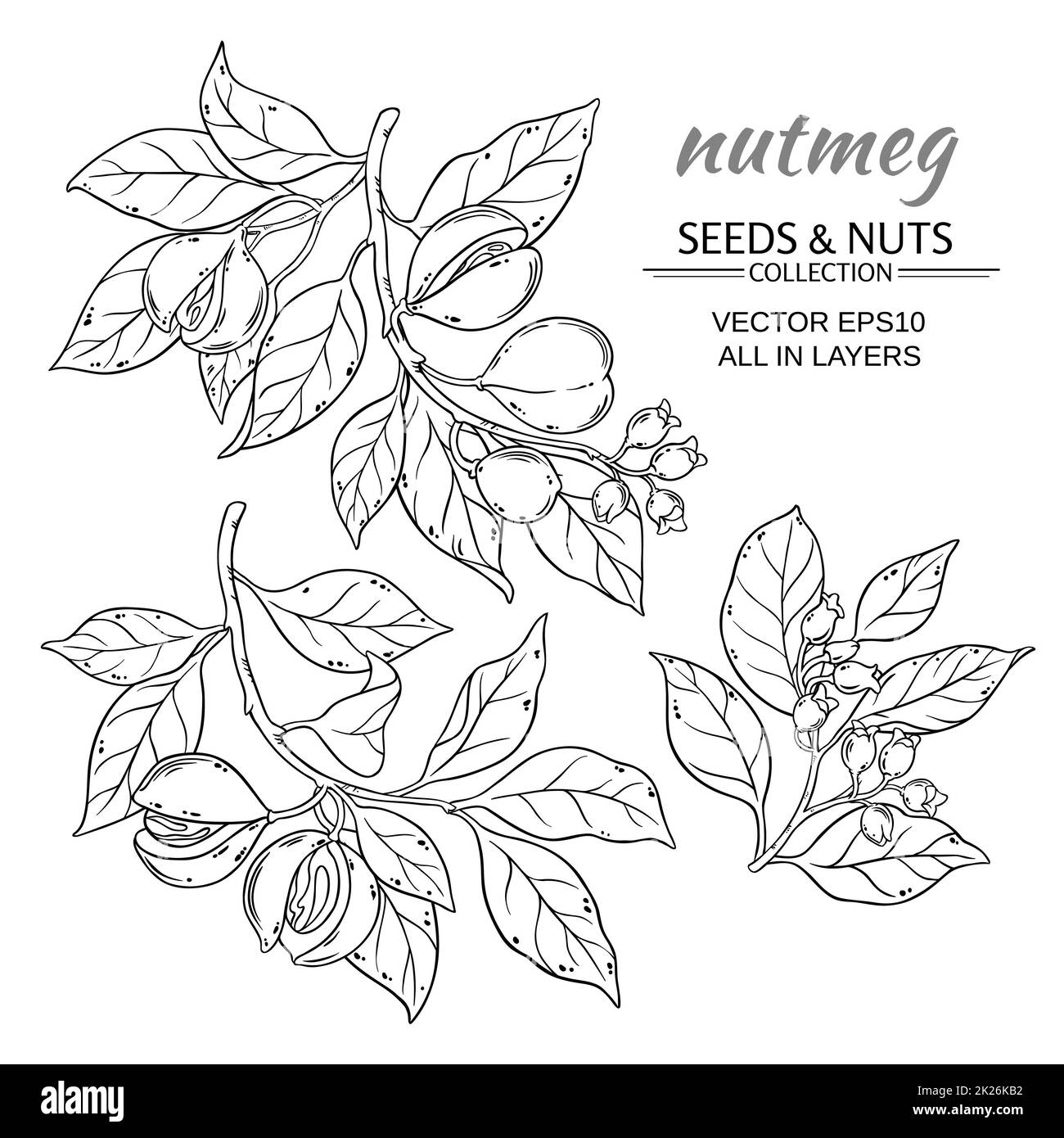jeu de vecteurs nutmeg Banque D'Images
