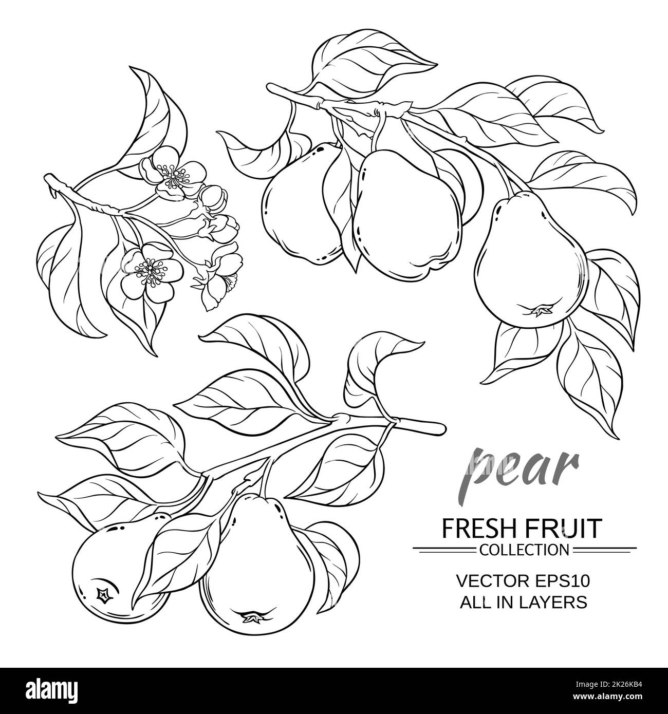 jeu de vecteurs pear Banque D'Images