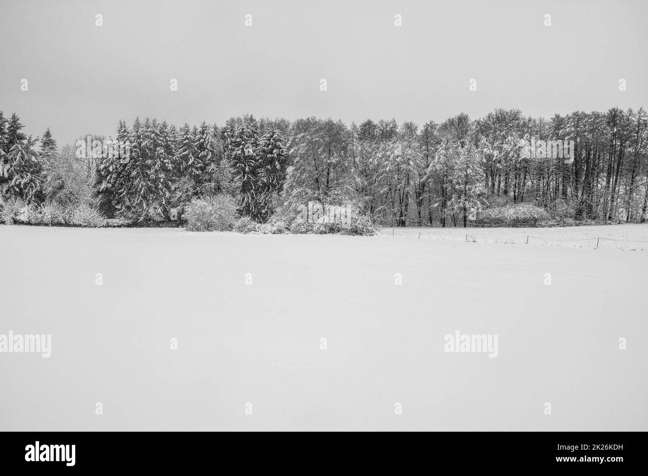 Paysage d'hiver avec beaucoup de neige et une rangée d'arbres Banque D'Images
