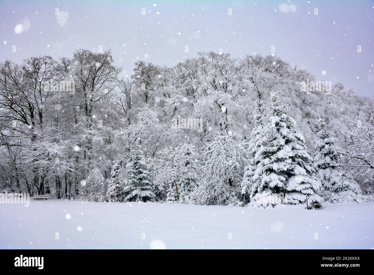 Dans la forêt avec neige et neige Banque D'Images