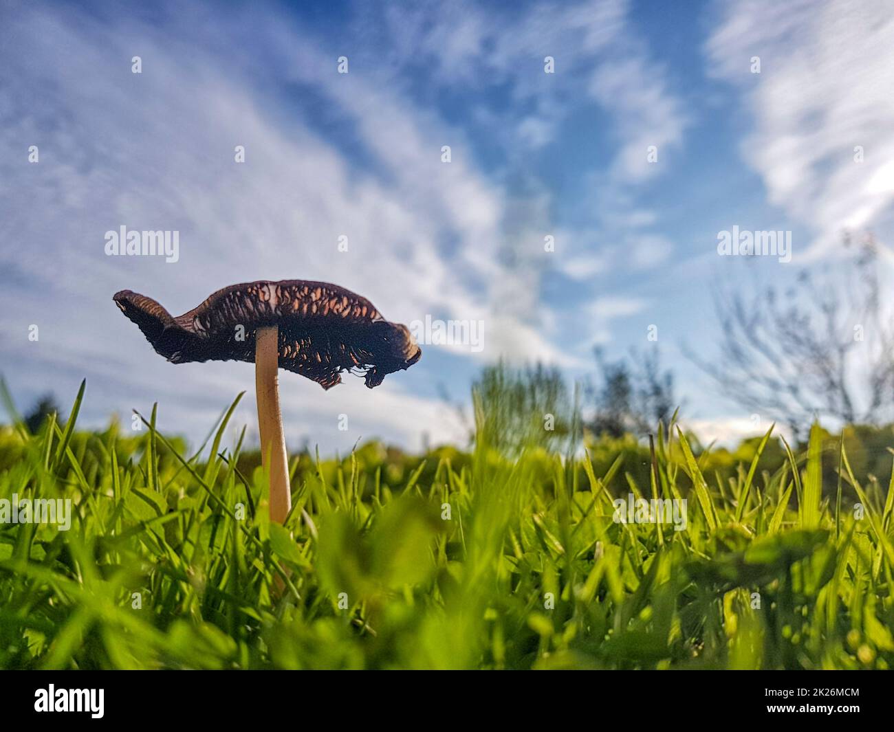Un petit champignon pendant une belle journée ensoleillée Banque D'Images