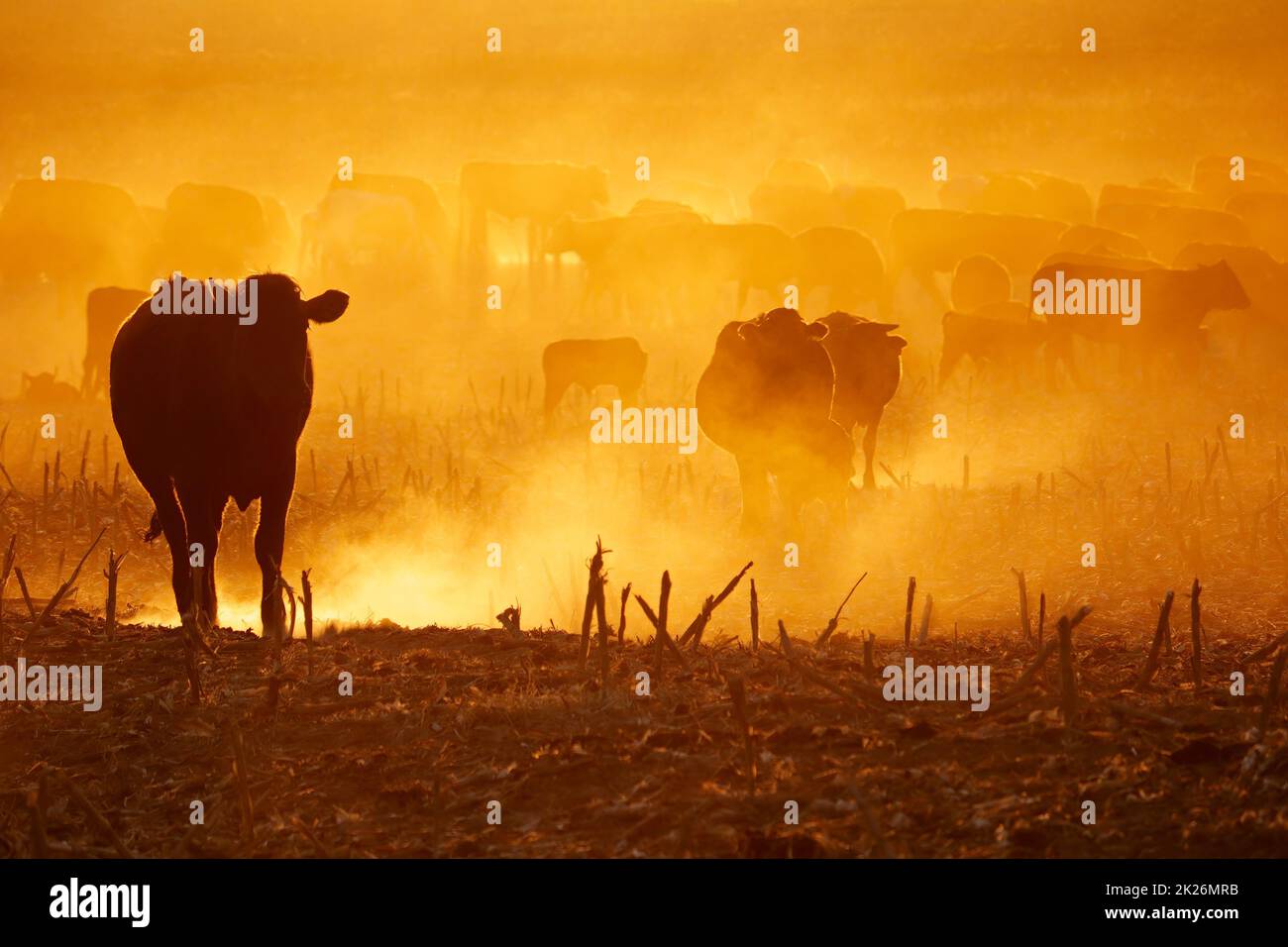 Bétail dans la poussière au coucher du soleil Banque D'Images
