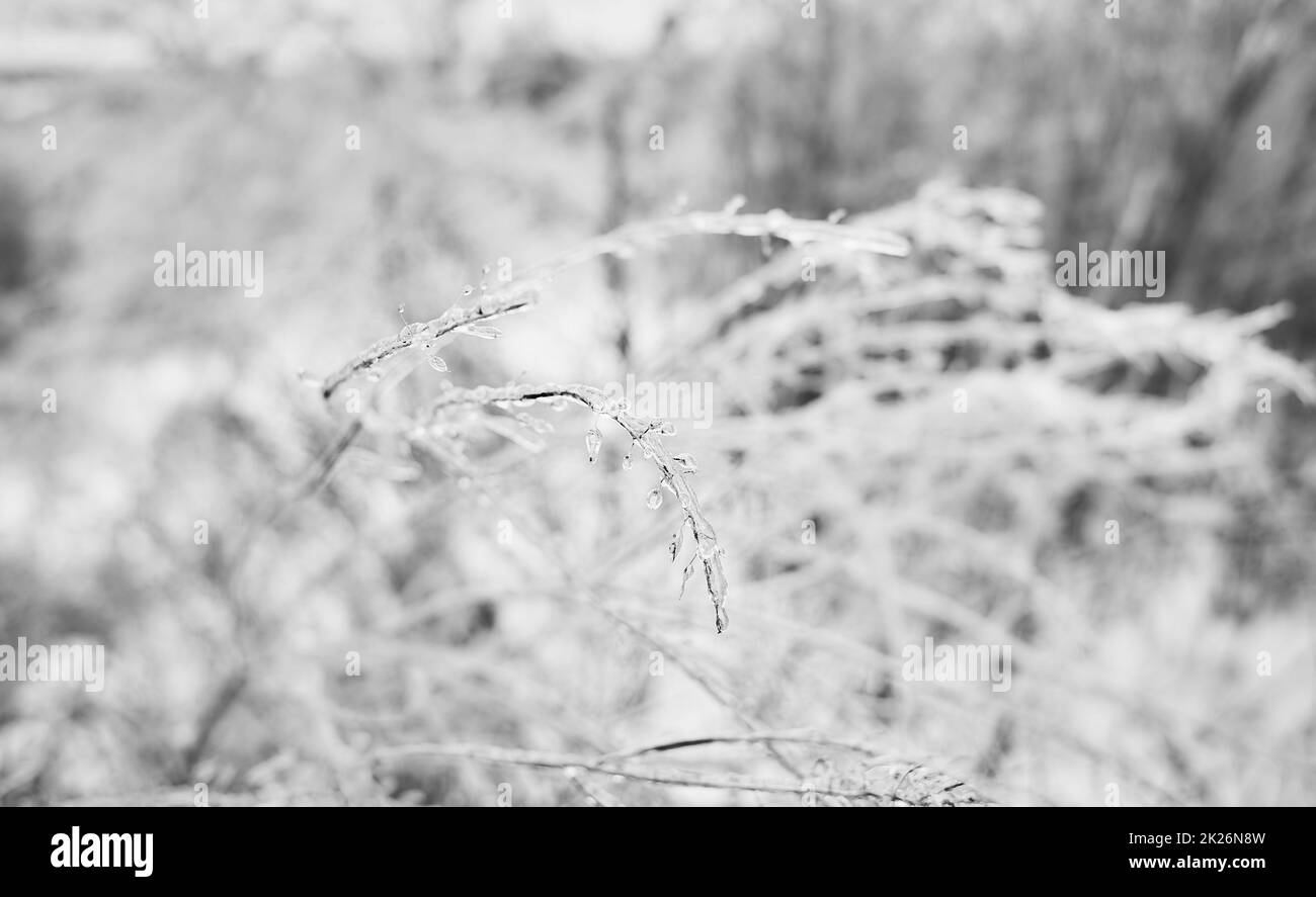 Fleurs d'une herbe à feuilles caduques, buissons recouverts de croûte de glace après une pluie verglaçante, fragmenter, arrière-plan. Mise au point sélectionnée Banque D'Images