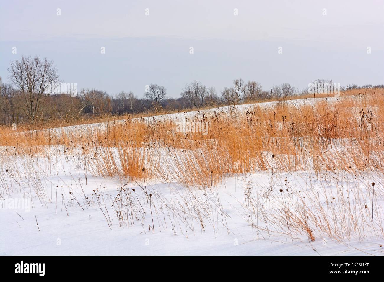 Herbes rouges dans la neige Banque D'Images