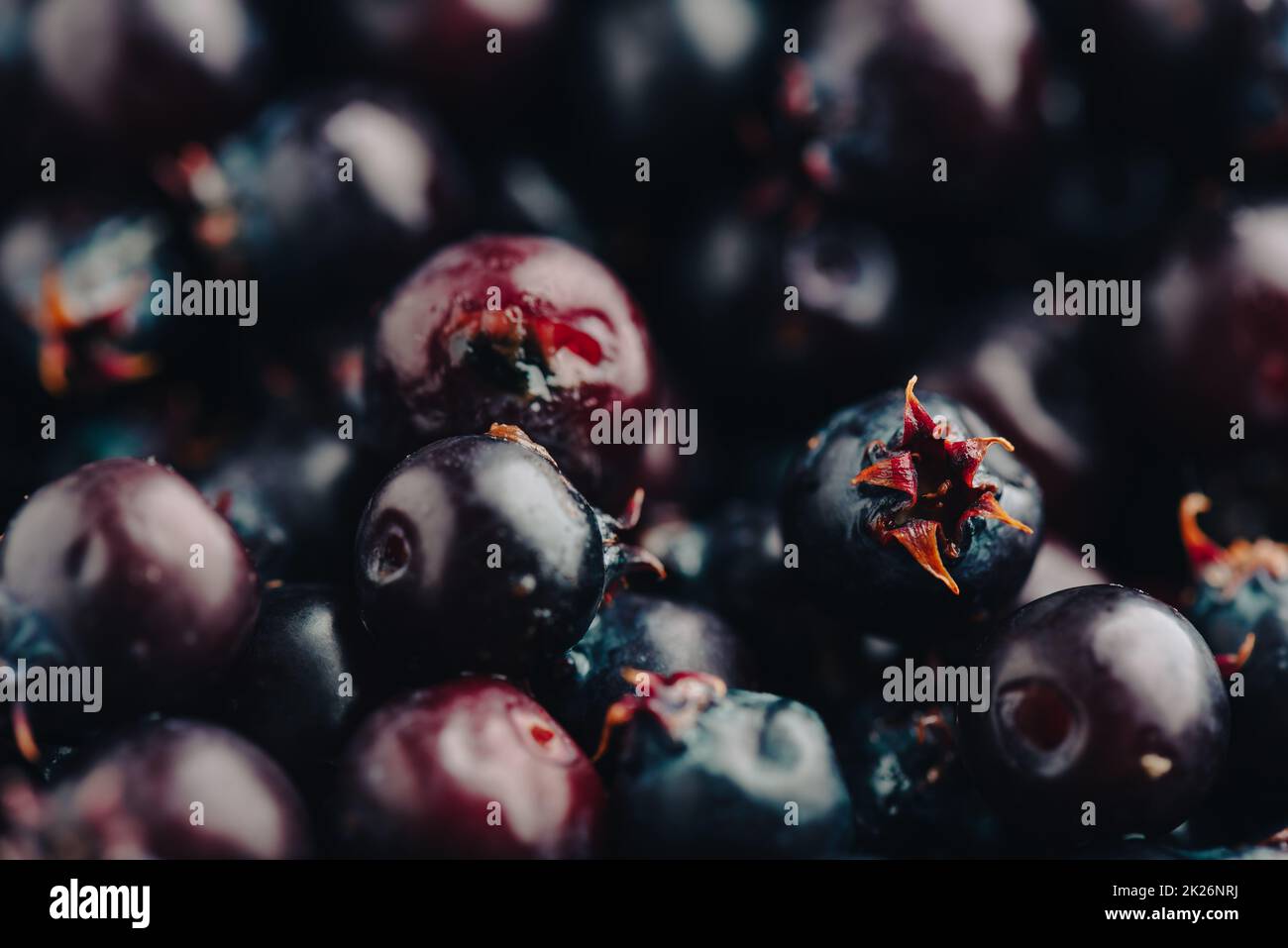 Gros plan de baies mûres de Shadbush Banque D'Images